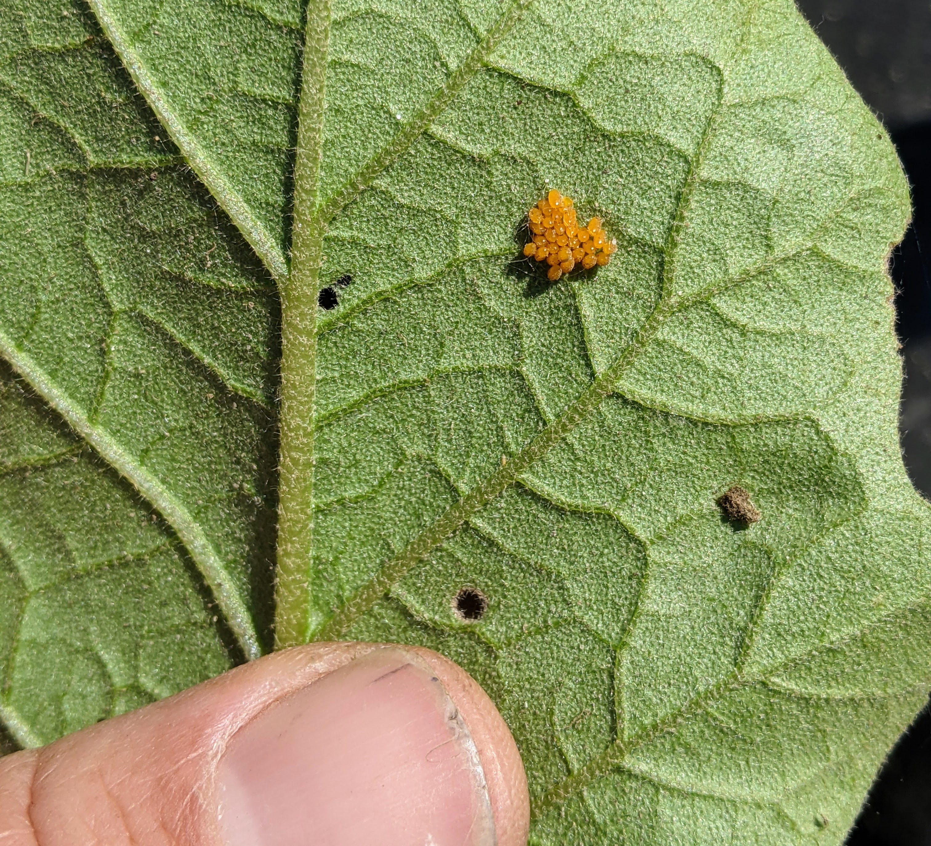 Colorado potato beetle eggmass